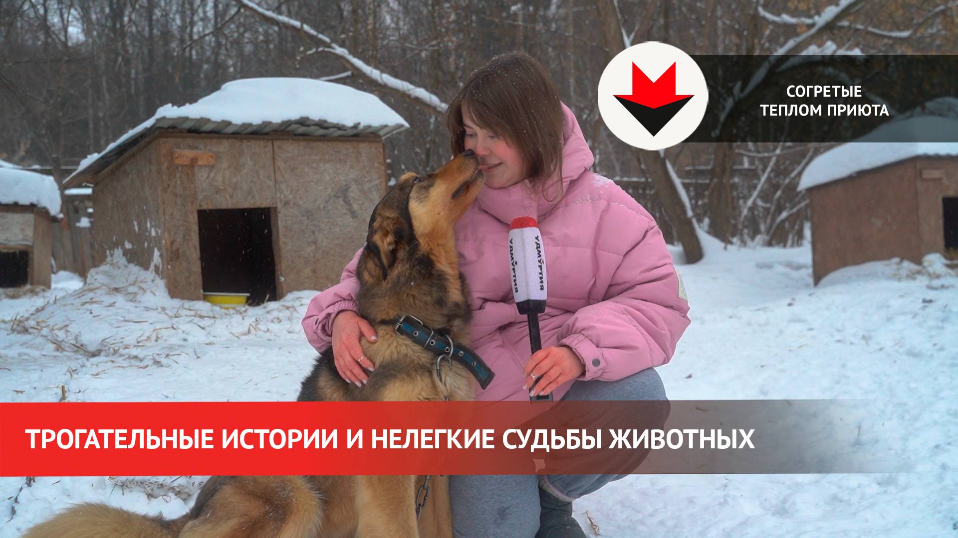 Приют для животных в Удмуртии: истории спасения четвероногих друзей смотреть онлайн