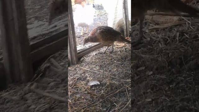 конструкция вольера продалжаеться смотреть онлайн