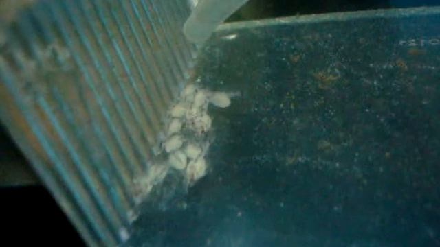 L46 hypancistrus zebra fry 13 babies смотреть онлайн