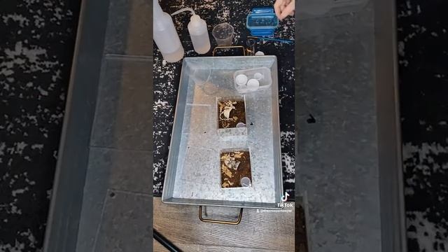 Rehousing 2 slings, brachypelma hamorii & grammostola pulchripes. Mexican redknee &Chaco golden kne смотреть онлайн