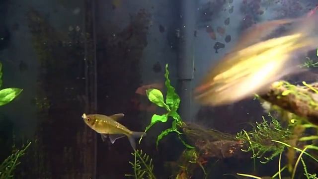 Tetra Diamante смотреть онлайн