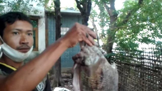 ပြည်ကြီးငါး(ရေကြက်) смотреть онлайн