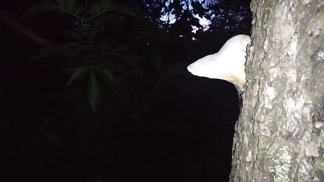 Живой гриб??? Что с ним происходит? смотреть онлайн