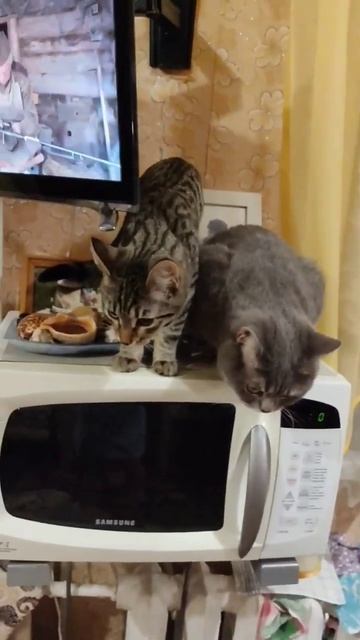 Наши котики смотреть онлайн