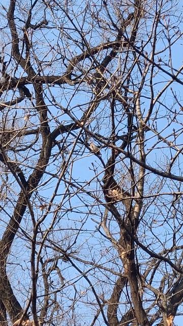 Чувак-птица с хохолком смотреть онлайн