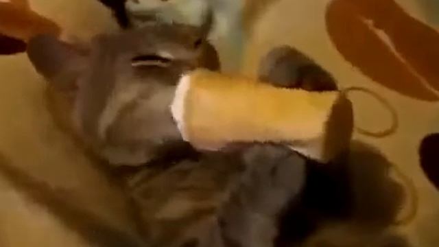 Кот очень любит мороженное! Позитив! Cat loves ice cream смотреть онлайн