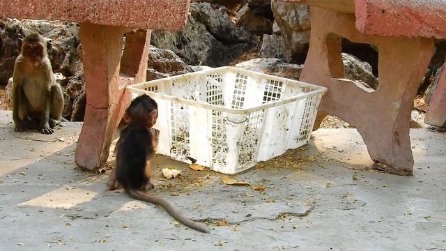 Poor Monkey AVA Feeling Sadness When The Camera Man Not Give Any Food For Her She Sit Waiting