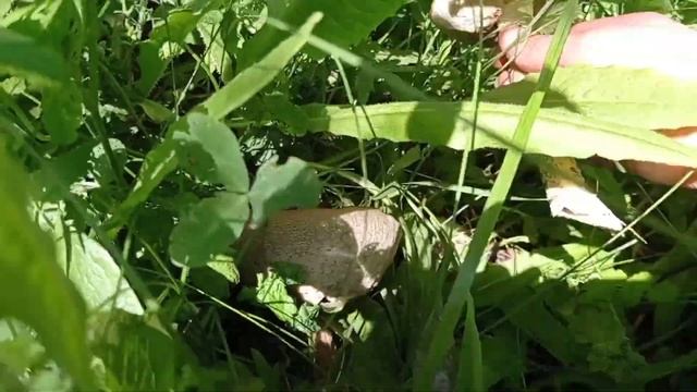 Очередной поход за грибами! Первые белые грибы!