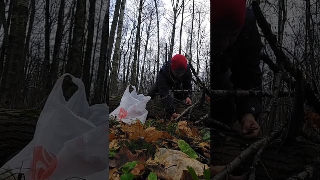 5 ноября. в лес за зимними опятами. грибы есть, но надо поискать. #mushroom #trees смотреть онлайн