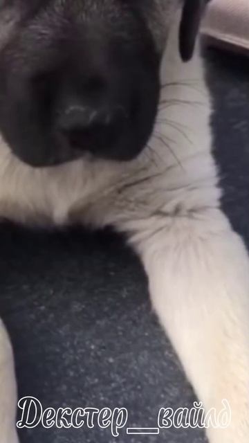 звук @edit_dogs2010 #кангал #kangal #рек #рекомендации #хочуврек #edit #собака #собаки #топ смотреть онлайн