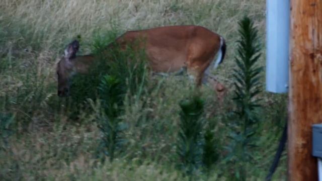 Deer with ticks смотреть онлайн