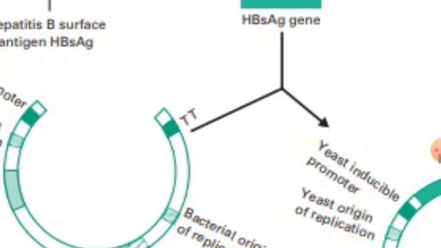 Hepatitis B Virus Vaccine Formation