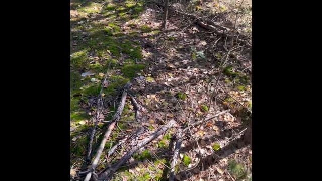 Супер грибной сезон смотреть онлайн