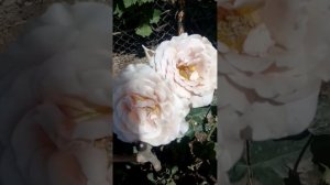 Краткое сравнение розы Mokarosa (FRYwitty, (Мокароза) и розы floribunda Koko Loko( Коко Локо)