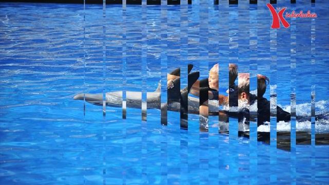 Torstens erste Delfin unterstützte Therapie смотреть онлайн