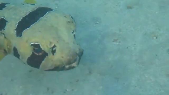 Masken-Igelfisch (Diodon liturosus) смотреть онлайн