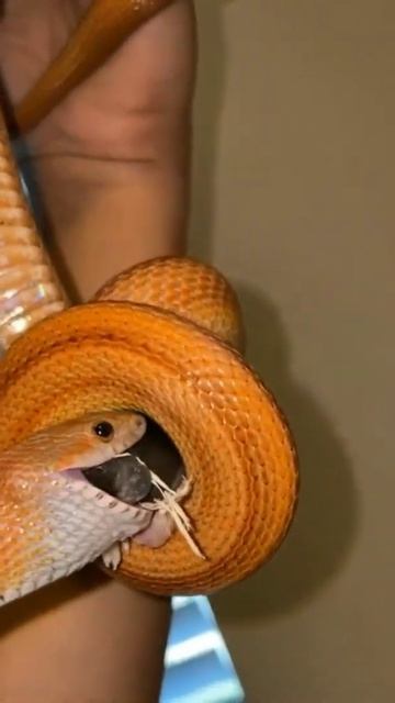 змея есть мышь #shorts #snake смотреть онлайн
