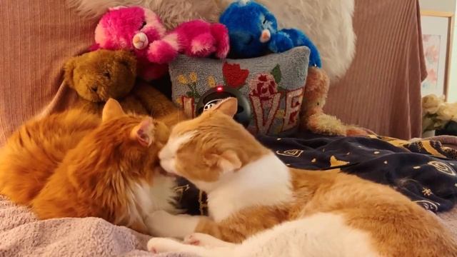 KITTY WASH 👅 💦 😻  CAT ASMR Cat Licking Your Ear Cat Grooming Cat Purring For Relaxation *CAT ASMR*