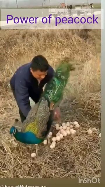 power of peacock 😎😎#power #funny #shorts #peacock смотреть онлайн