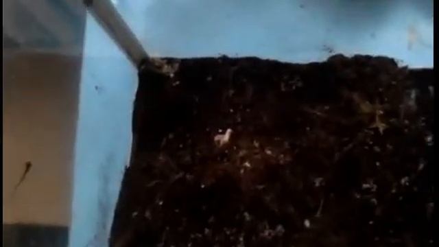 улитки ахатины содержание