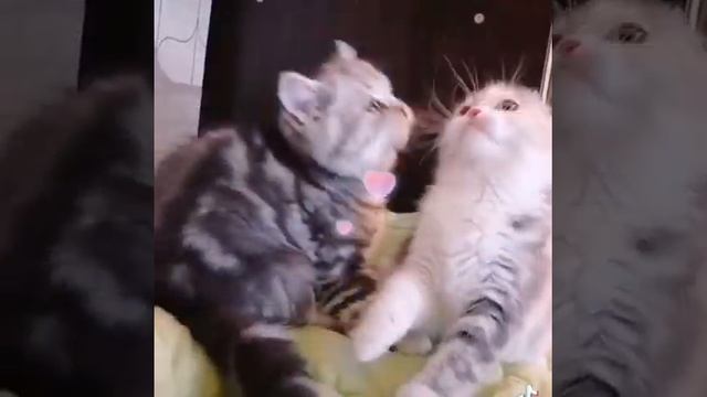 Шотландские котята (мальчик и девочка) 🥰 🥳 ❤️ смотреть онлайн
