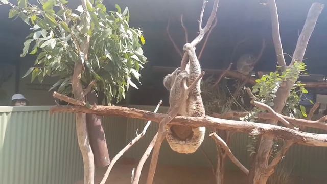 #koala#mammal#species✔koala mammal in the green world animal planet ary animal world ! смотреть онлайн