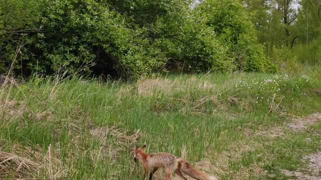 Лиса поймала мышь смотреть онлайн