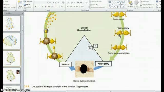 1407L Fungal Lifecycles смотреть онлайн