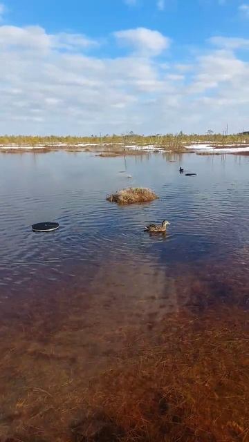 Охота с подсадной #охота #весна #подсадная #утка #сибирь #тайга #hunting #hunter #shorts смотреть онлайн
