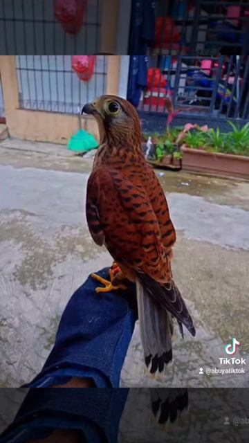 alap alap kestrel смотреть онлайн