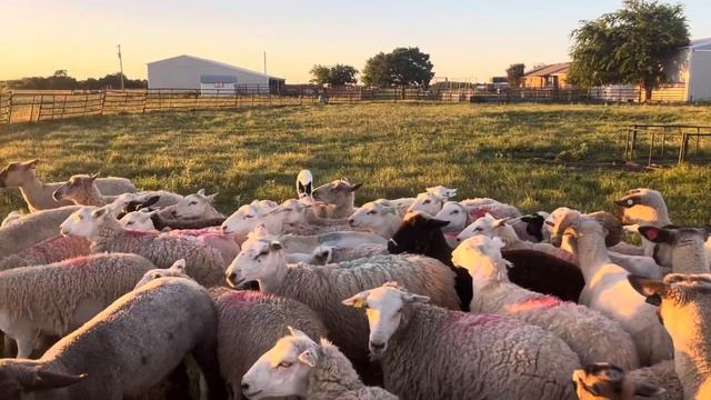 Olive on a bigger group of sheep смотреть онлайн