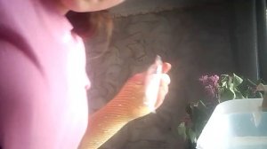 как вырастить морских обезьянок 1часть