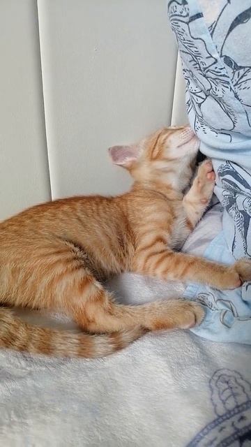 Сделав утренние дела, можно и вздремнуть. Котёнок Яшка смотреть онлайн