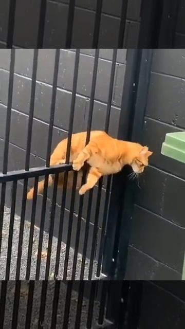 Есть два типа кошек #Shorts смотреть онлайн