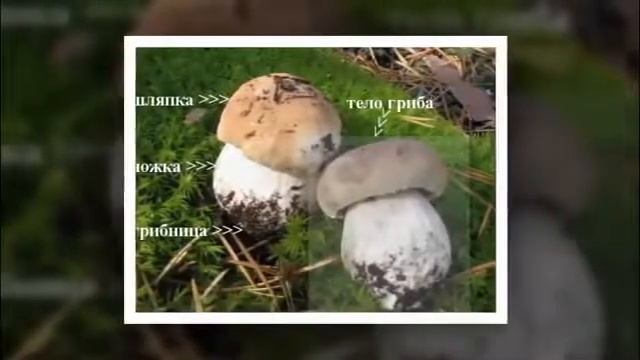 Копия видео "Грибы видеофрагмент" смотреть онлайн