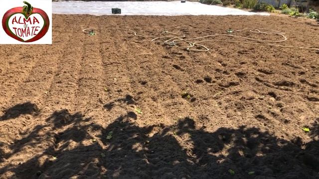 Inoculación de trichodermas || Alma de Tomate смотреть онлайн