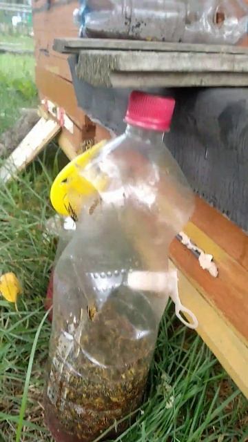 Уничтожение ос на пчелином точке. смотреть онлайн