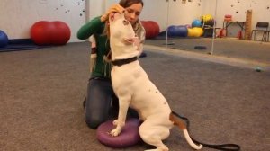 Фитнес для собаки. Упражнение для спины и задних лап укрепления