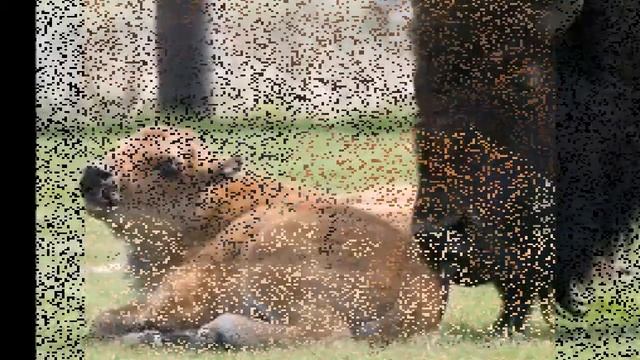 First Baby Bison Is Born In Illinois In Nearly 200 Years смотреть онлайн
