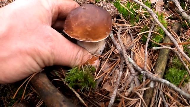 Puszcza Słupska Zaskoczyła Mnie