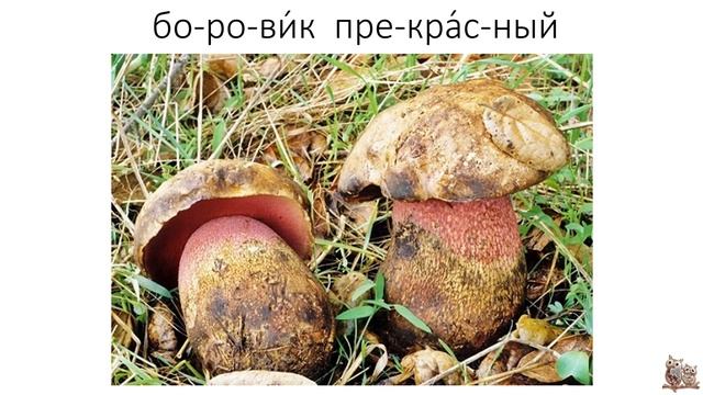 Ядовитые грибы смотреть онлайн