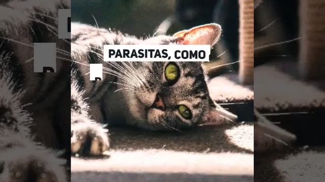 Descubra Por que Seu Pet Pode Estar Urinando Sangue: Hematúria Revela Causas e Sintomas! смотреть онлайн