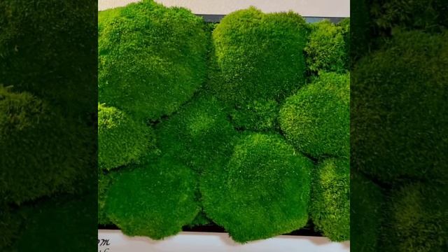 Amenajări și idei ... Tablouri cu mușchi si licheni