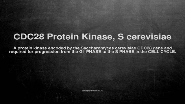 Medical vocabulary: What does CDC28 Protein Kinase, S cerevisiae mean смотреть онлайн