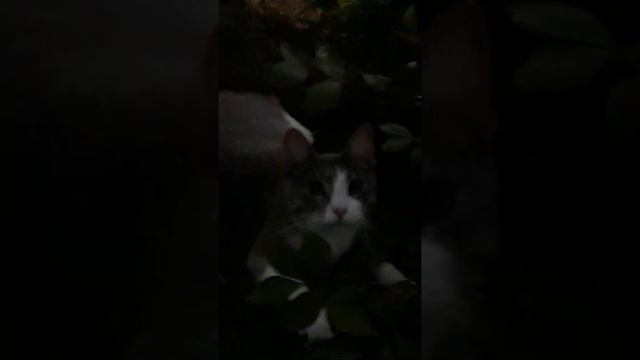 Клуб котов смотреть онлайн