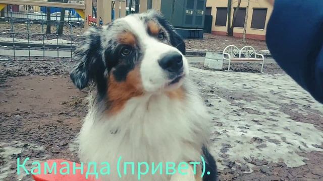 первое аджилити собаки австралийской овчарки аусси на площадке.(аусси Рунни). смотреть онлайн