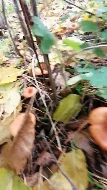 Тихий лес и радость тихая.👌