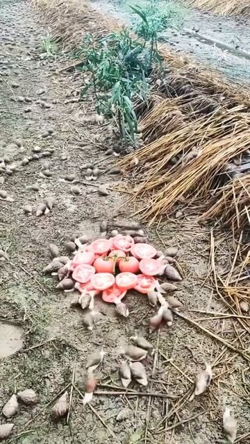 Hundreds of snails смотреть онлайн