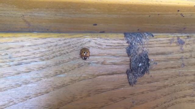 Marienkäfer putzt sich seine Beinchen... 12.9.2015 смотреть онлайн