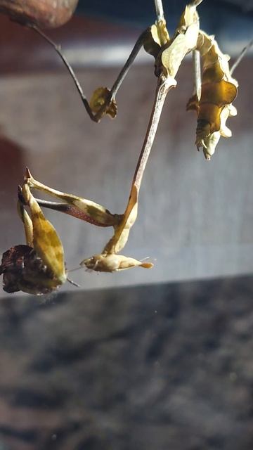 Violin Mantis eating a moth. Gongylus gongylodes female смотреть онлайн